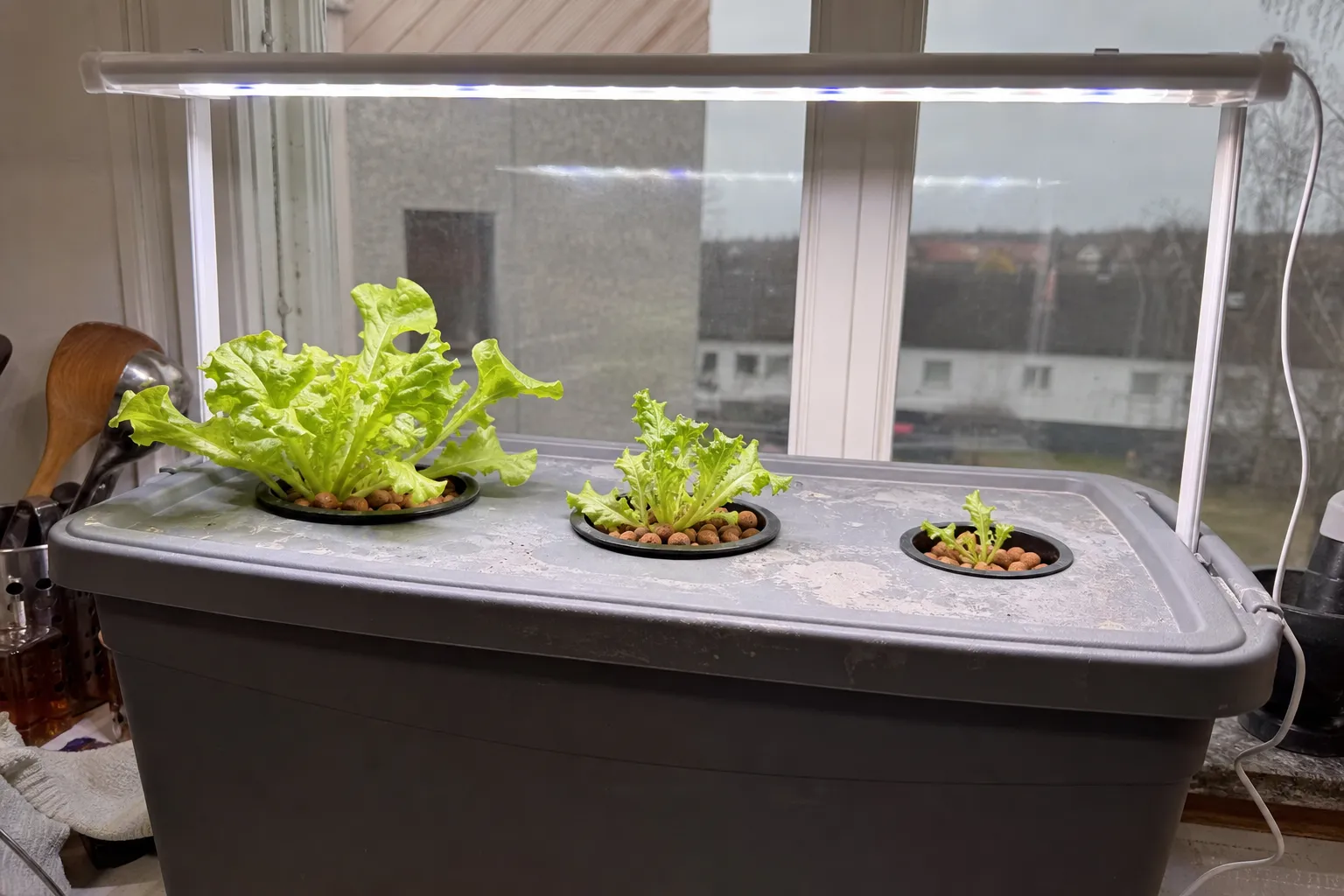 Enkel hydroponisk DWC-odling hemma med sallad, nätkrukor och rötter i näringslösning